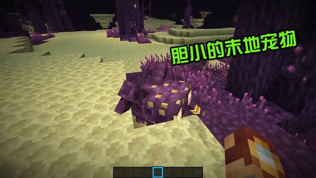 探索特定领域或时代中的独特地位，最新我的世界盒子最新资讯与体验分享