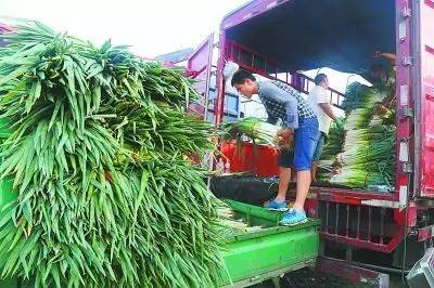 大葱批发价格的最新动态与影响，深度探讨及最新消息解析