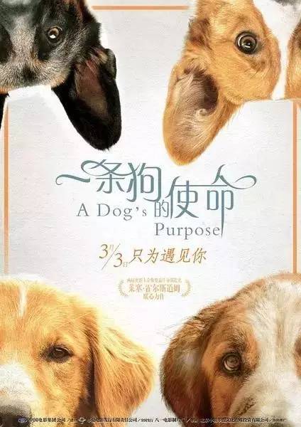 最新狗狗微信群二维码分享，加入与狗狗生活的交流圈子指南