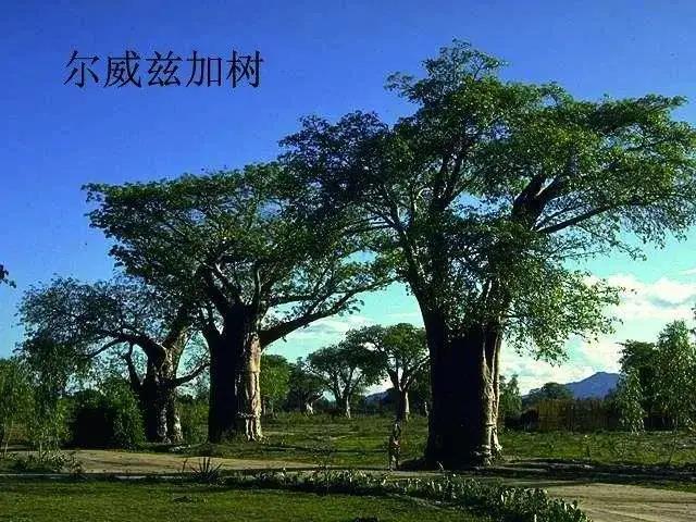 牛津树最新版本的繁茂知识之旅